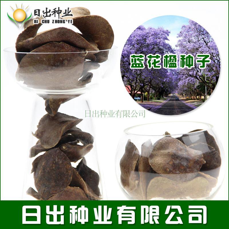 播种蓝花楹种子蓝花楹净种子带壳种子绿化树种蓝雾树报价 参数 图片 视频 怎么样 问答 苏宁易购