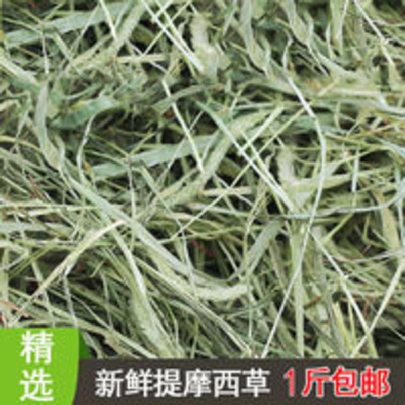提摩西草兔子牧草干草豚鼠龙猫草粮兔草饲料荷兰猪提草兔粮兔子草 500g