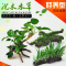 懒人水 入缸成景 鱼缸水 沉木莫丝水多头沉木水榕沉木水