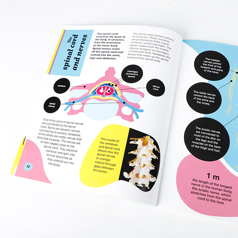 [正版]英文原版 感官 神经 消耗 生殖系统 The Bright & Bold Human Body 人类身体循环高清大图