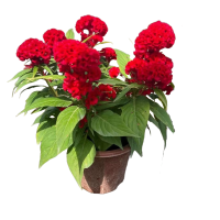 诚智旺 草花（鸡冠花） 营养杯育苗/束