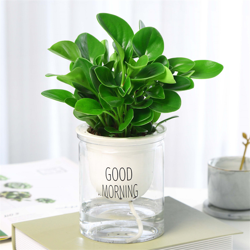 豆瓣绿盆栽多肉植物水培花卉植物室内客厅桌面绿植碧玉好养除甲醛报价 参数 图片 视频 怎么样 问答 苏宁易购