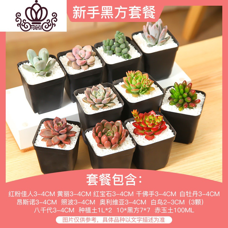 封后 Fenghou 园艺用品封后多肉植物组合套餐新手肉肉植物多肉花盆老桩花卉盆栽植物买3免1 新手黑方套餐 含盆含土 不含盆 价格图片品牌报价 苏宁易购战狼家居专营店