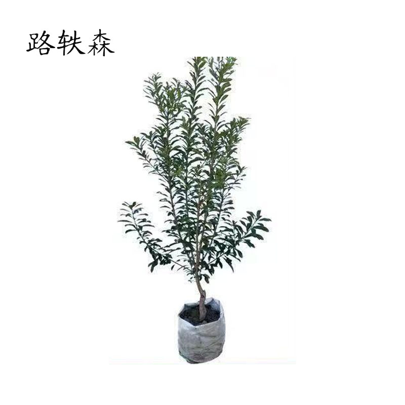 路轶森 杨梅树高1.5-2m 棵高清大图