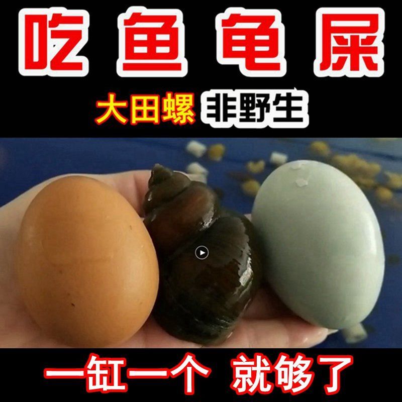 苹果螺观赏螺活体蜗牛宠物螺除藻螺鱼缸清洁工具螺神秘螺淡水繁殖 混色苹果螺8送7备损