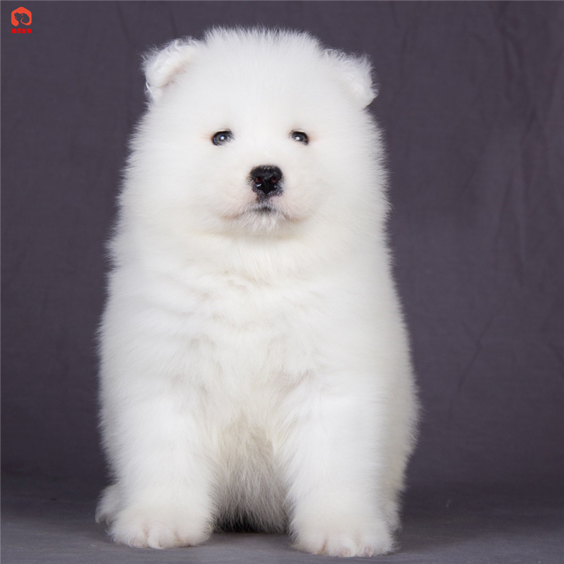 麦比佳 Mobius 狗狗活体萨摩耶犬幼犬大型雪橇犬纯种血统澳版微笑天使 白色宠物狗狗大骨架赛级熊版巨型视频挑选健康保障 价格图片品牌报价 苏宁易购惟愿宠物旗舰店
