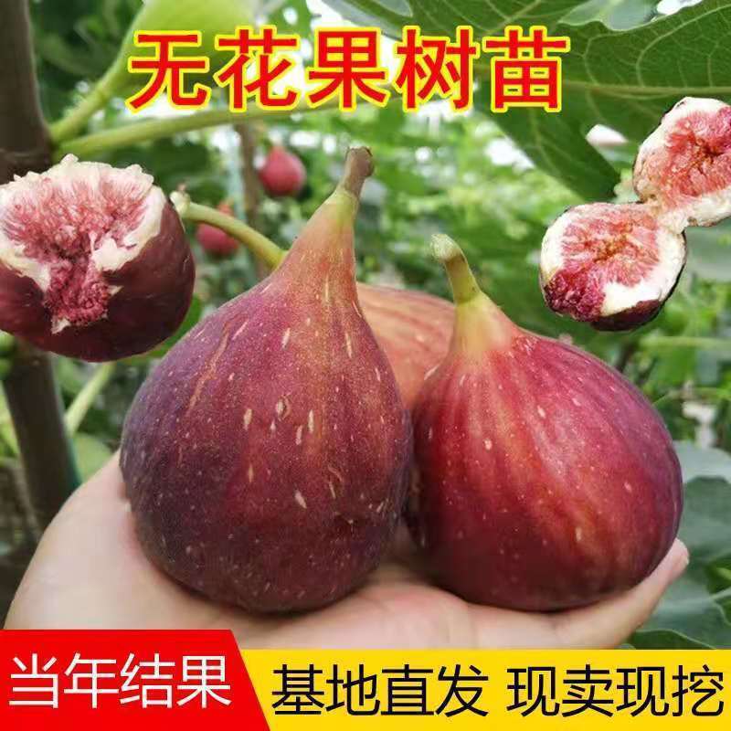 无花果树苗 地栽庭院大耐寒盆栽阳台波姬红当年结果南北方种植|黑爵士 当年结果苗[一棵装]