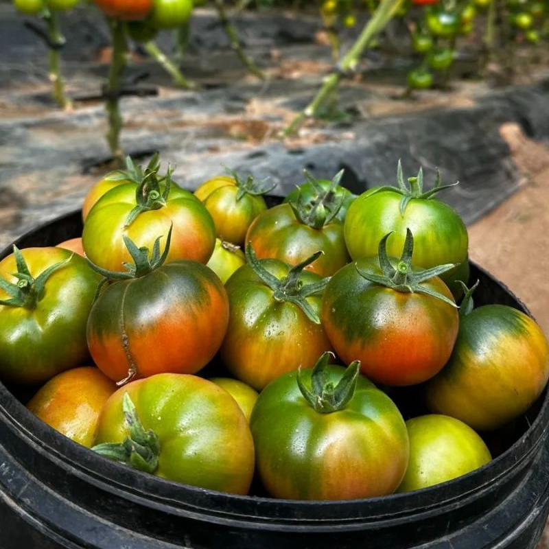 [西沛生鲜]丹东铁皮西红柿 净重5斤 精品 草莓柿子绿腚番茄自然熟生吃应季新鲜水果高清大图
