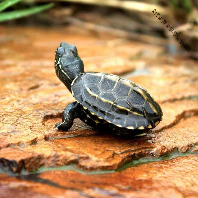 外塘中华草龟苗乌龟苗小乌龟活物宠物爬宠金线龟招财龟情侣观赏龟 1-2