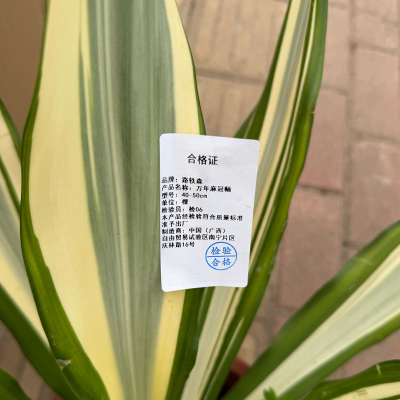 路轶森 万年麻冠幅 40-50cm 棵高清大图