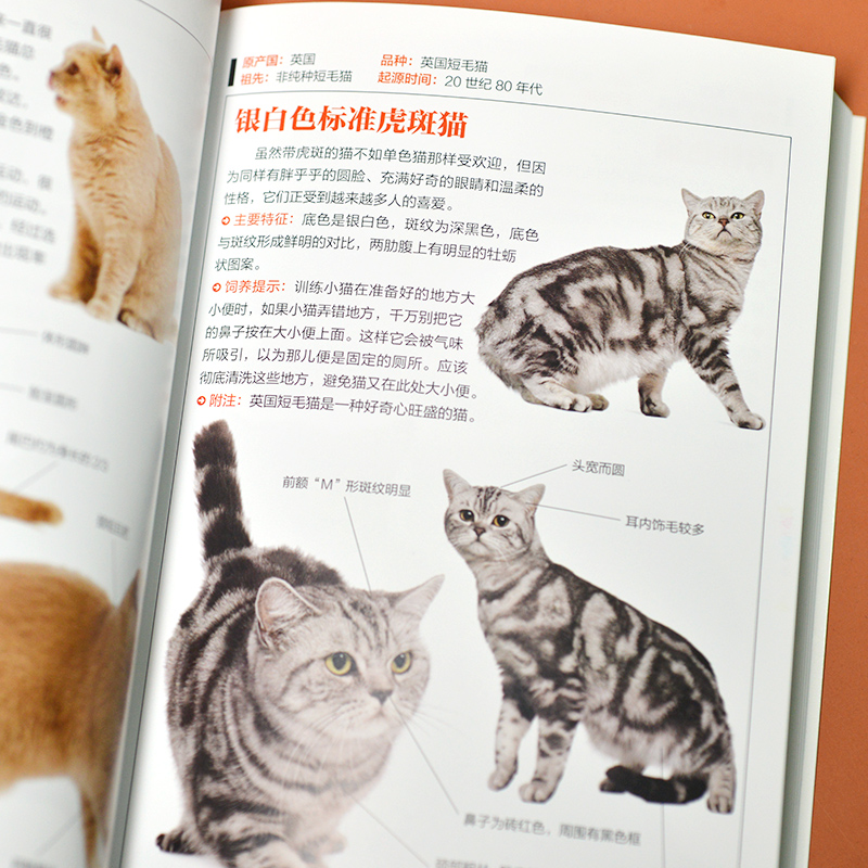 [正版]猫图鉴:170余种纯种猫挑选与饲养指南纯种猫的特征习性宠物猫图鉴文字图解高清鉴赏图片自然科普爱好者动物科普养猫高清大图