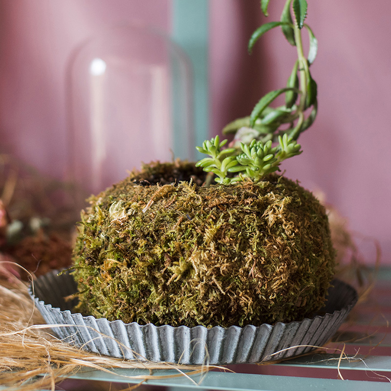 家柏饰(CORATED)干苔藓包球 花器花盆植物培育基质 装饰摆件花艺搭配 天然苔藓花器大号 大高清大图