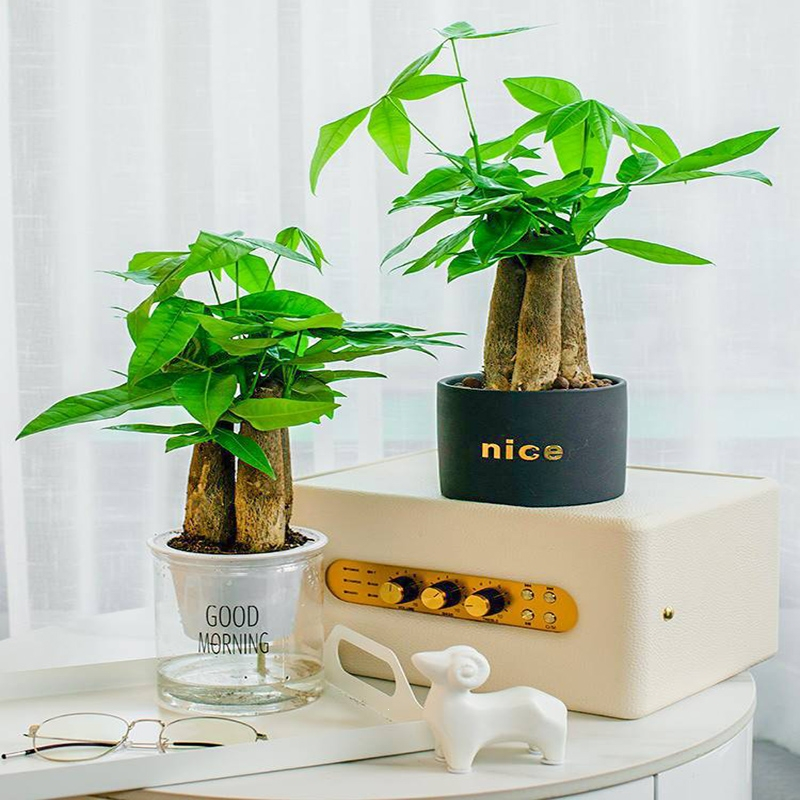 发财树小盆栽花卉植物桌面室内摆件弹痕四季好养绿植客厅树苗