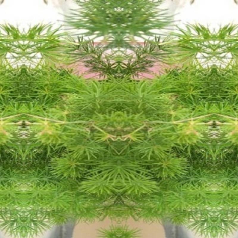 土猴年吉祥猴生肖聚财植物室内小型盆栽蓬莱松盆景招财树盆栽送肥料