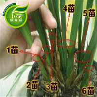 兰花大王兰花苗建兰杂交兰墨兰春兰蕙兰带花苞绿植盆栽小神童