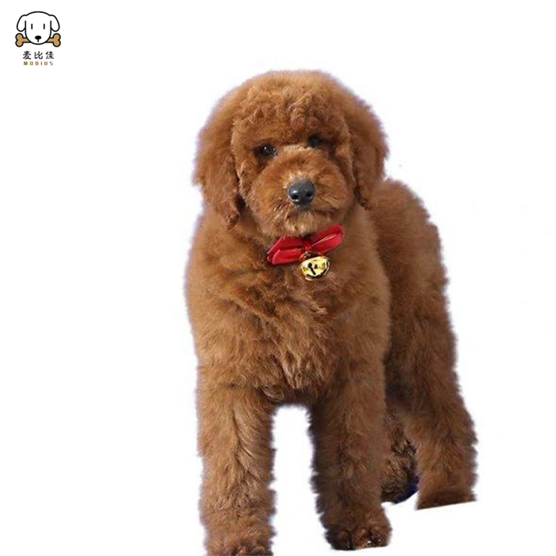 巨型贵宾犬幼犬 狗狗活体巨贵幼犬纯种血统巨大型泰迪贵宾宠物狗卷毛贵宾大型泰迪狗 健康保障视频挑选高清大图
