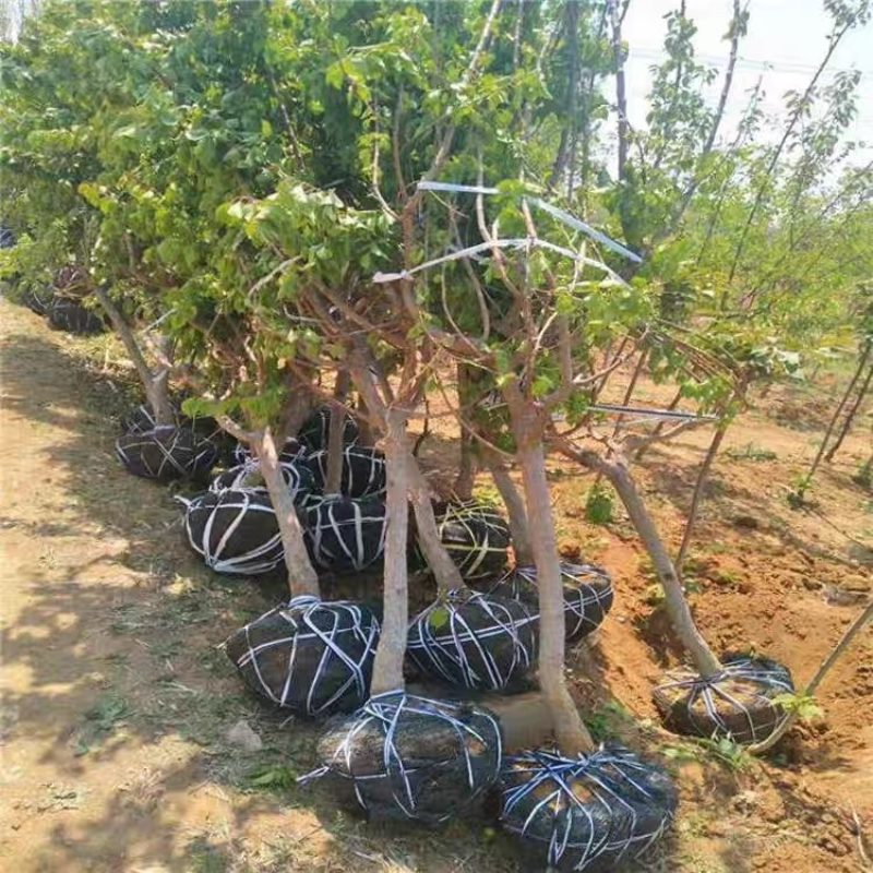 诚智旺 大黄杏 5公分/棵高清大图