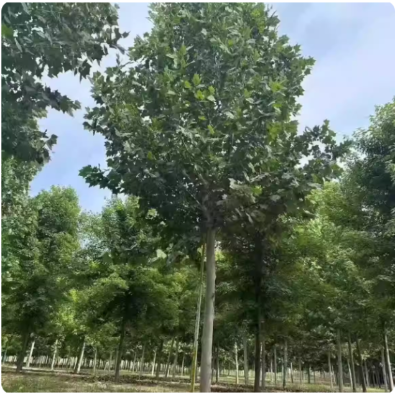 诚智旺 法桐 6公分粗/棵高清大图
