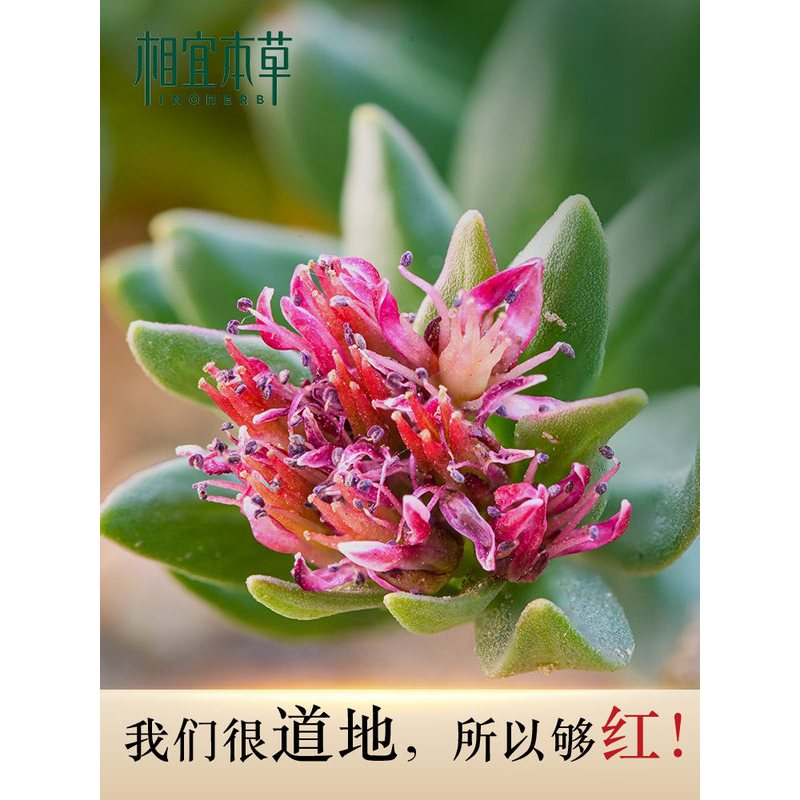 相宜本草 红景天莹透幼白精华水150ml