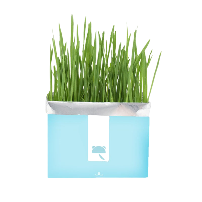 未卡网红猫草种籽盆栽化毛已种好无土水培种植猫咪去毛球用品猫草种子猫薄荷草猫零食