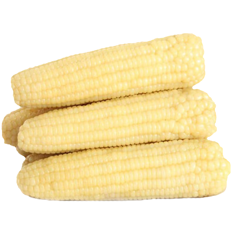 当季纯正东北玉米--白糯玉米240g*8根