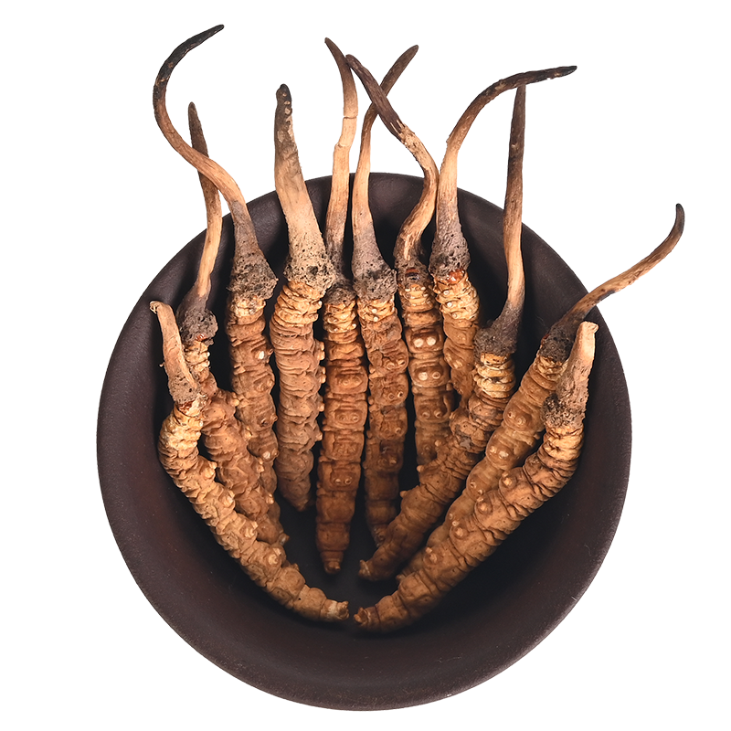 索朗顿珠西藏那曲精品干货冬虫夏草头期5根/克简易5/g装虫草