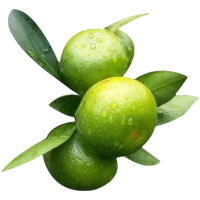 [熊猫鸟]新鲜广西蜜桔 净重8.5斤 大果 60-65mm 新鲜时令水果当季整箱保养蜜桔