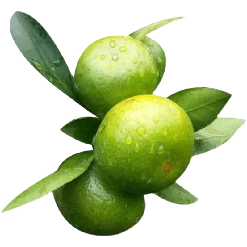 [熊猫鸟]新鲜广西蜜桔 净重3斤 大果 单果60-65mm 新鲜时令水果当季整箱保养蜜桔