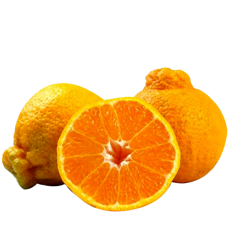 [苏鲜生]礼盒装 (礼盒随机)四川不知火柑橘 净重5-6斤 果径75mm以上 箱装 丑橘 橘子 新鲜应季水果