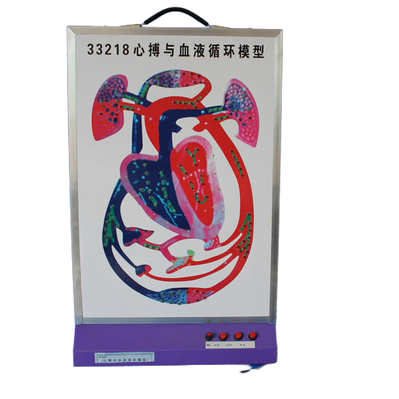 心搏与血液循环模型 动态演示 生物实验器材 教学仪器