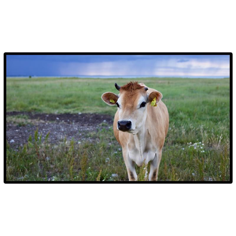 昌裕CY-CK-B1Y21.5 21.5寸win系统壁挂触控一体机