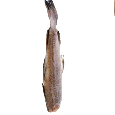 哈铁亿农 鳕鱼 22kg/件