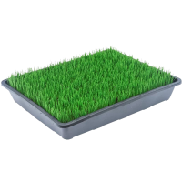 诚智旺 爬藤牵牛花花籽 净籽/千克