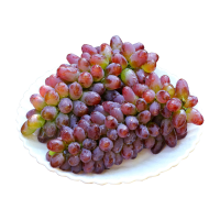 EMS空运[熊猫鸟]云南茉莉香葡萄 净重5斤 提子无籽黑葡萄红提子新鲜水果