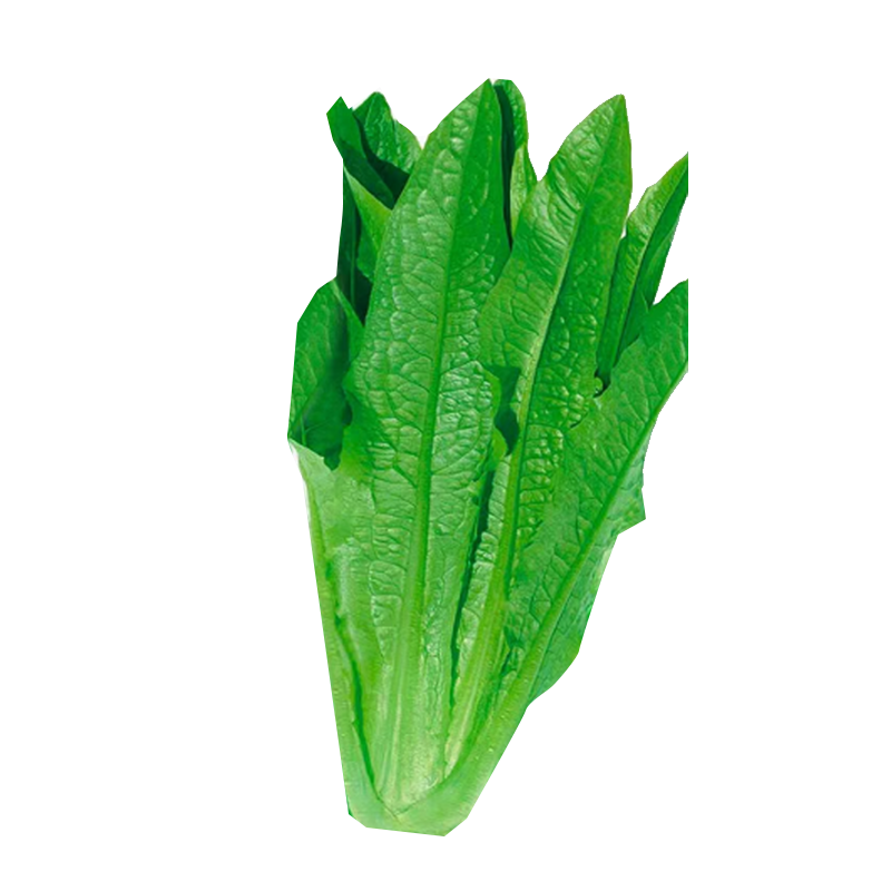 好润青四季油麦菜种子1000粒袋装