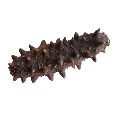 宫品淡干单只家用小海参3-3.4cm 1只 每满20只赠1只 威海大连海参双基地随机发简装