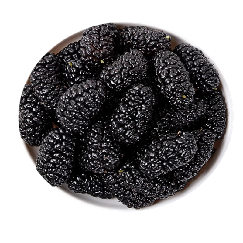 大果桑葚干黑桑椹桑葚茶甄选泡茶泡酒正品官方店免洗无硫可搭枸杞9260