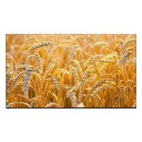 海尔85英寸超高清智能电视一级能效博卡灰铝合金边框支持HDR和语音控制