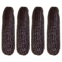 [西沛生鲜]新鲜黑糯玉米 大棒 3根装 单根220-300g 黏玉米甜糯玉米袋装