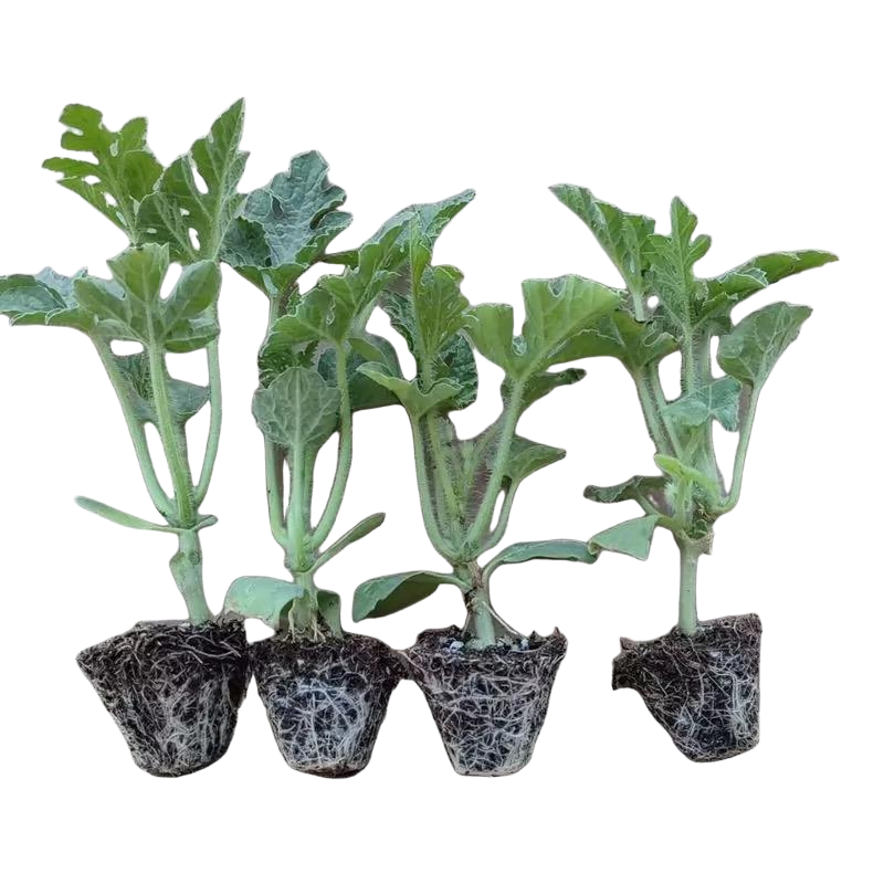 诚智旺 西瓜苗 嫁接苗/棵