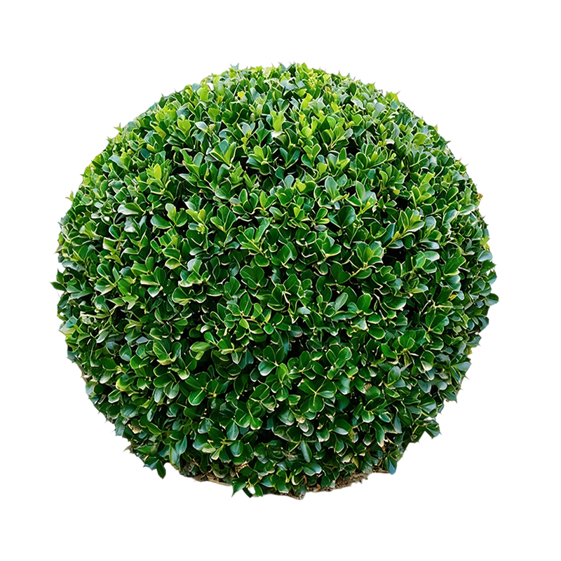 廷豪果 冬青球 冠幅80-100cm 株