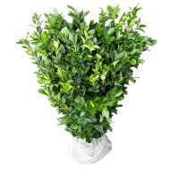 廷豪果 冬青苗 高50cm 株