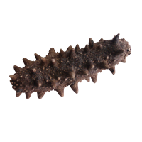 宫品海参家用单只淡干小海参3.5-3.9cm 1只 每满20只赠1只