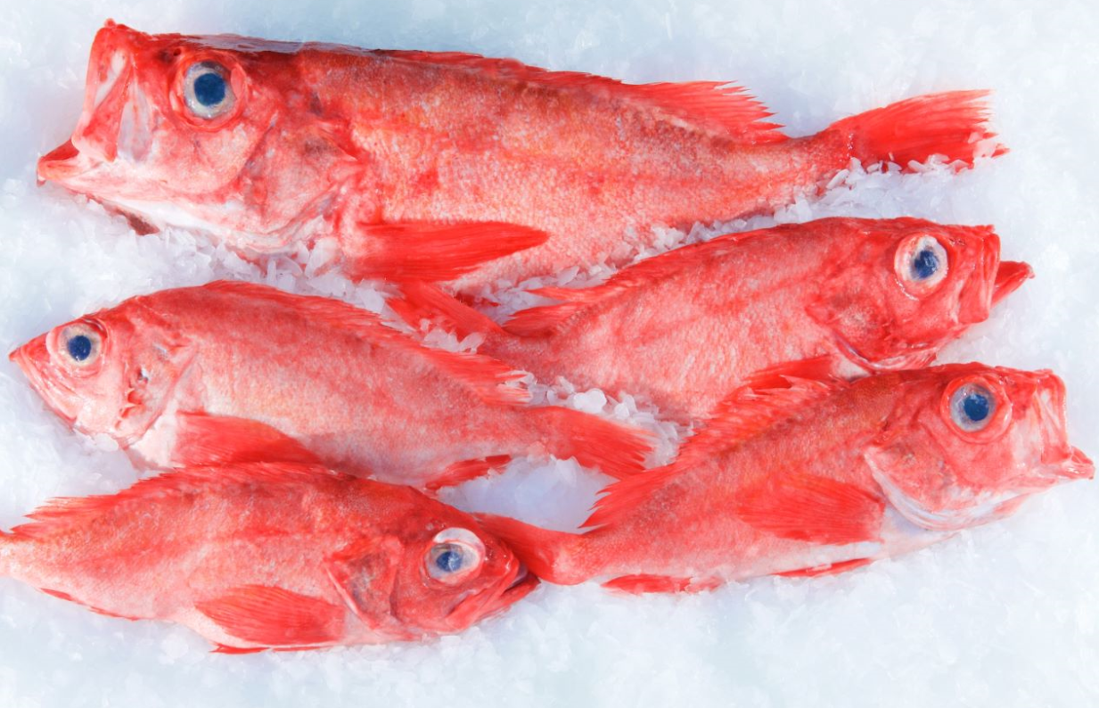 平鲉科七个属中,最鱼丁兴旺的就是平鲉属,一共有109种,赛过梁山好汉