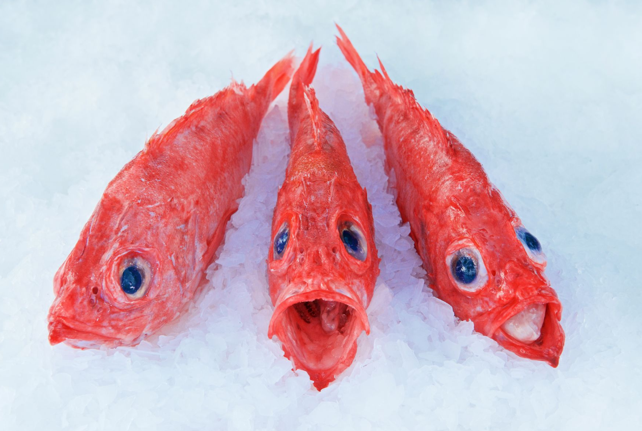 学传统烹饪给加拿大红鱼中国味