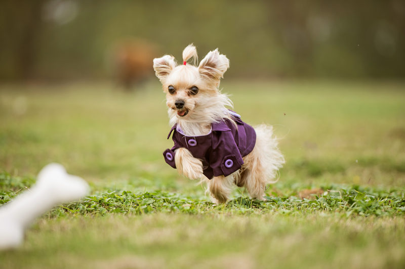 大雨小雨不停歇 应该怎么帮助狗狗安度雨季 苏宁头条