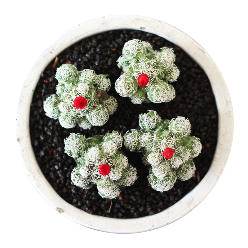 津沽园艺 多肉植物 迷你小多肉萌肉肉 办公室桌面绿植 品相好 白鸟1株 冠幅约2-2.5cm