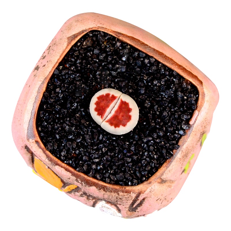 津沽园艺 多肉植物 生石花屁屁花 红窗玉丽红玉多品种可选屁股花 多肉植物桌面阳台小绿植不含盆