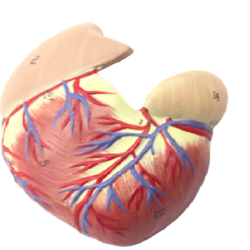 戎兴 教学模具 RX009 12*12*28CM