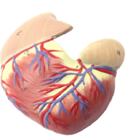 戎兴 教学模具 RX009 12*12*28CM